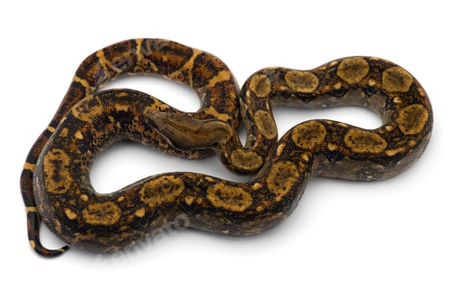 Preview: Red Tail Boa isolated on white background