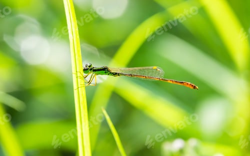 Preview: Damselfly on green leaves, insect in nature