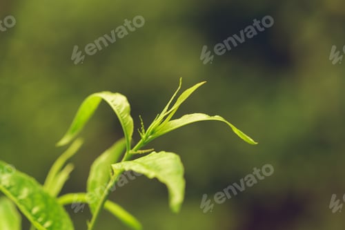Preview: Green fresh plants grass closeup for background