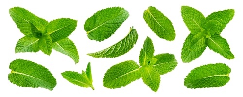 Preview: Fresh mint leaves isolated on white background