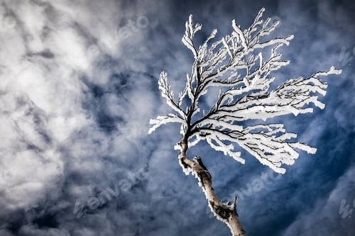 Preview: Frozen Trees on to on a Mountain