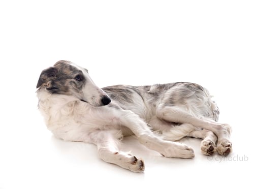 Preview: borzoi in studio