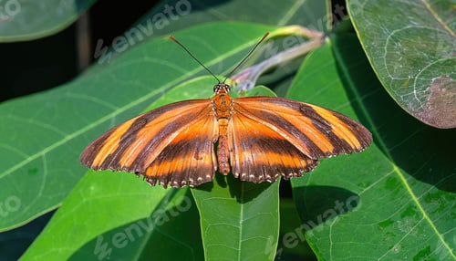 Preview: a close up of a butterfly on a leaf in the sun