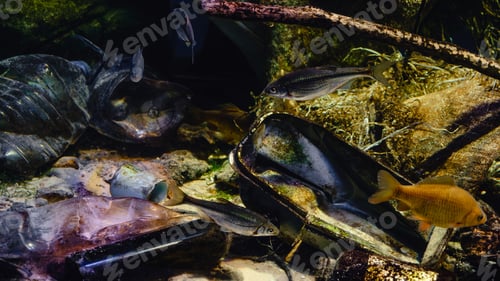 Preview: Problem of plastic pollution under the sea
