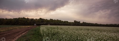 Preview: Agricultural irrigation system watering field with flowering buckwheat with clouds in sky. Automatic