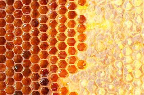 Preview: Honey in frame.