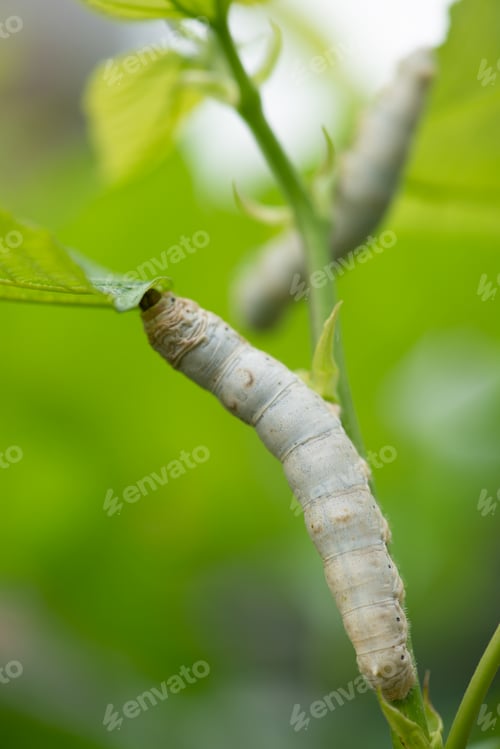 Preview: silkworm