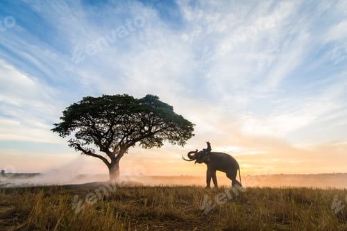 Preview: Elephant at sunrise in Thailand