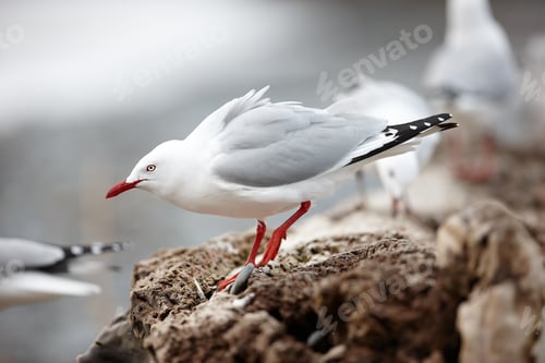 Preview: Seagull resting