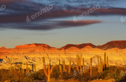 Preview: Cactus in Mexico