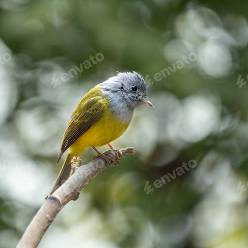Preview: Canary-flycatcher bird perched on a branch