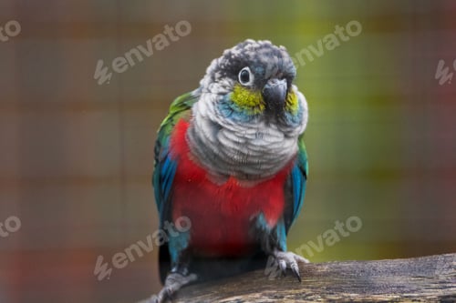 Preview: Selective focus shot of a crimson-bellied parakeet bird perhced on a branch