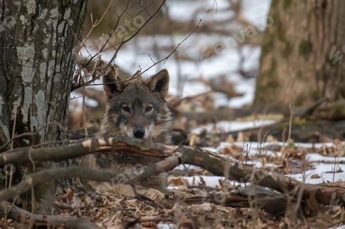 Preview: Wolf in the forest up close. Wild animal in the natural habitat