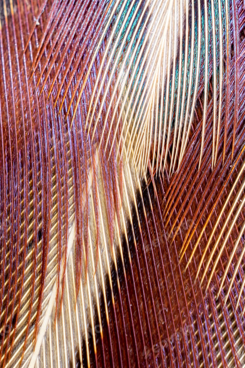 Preview: colored pheasant feathers with a visible texture. background
