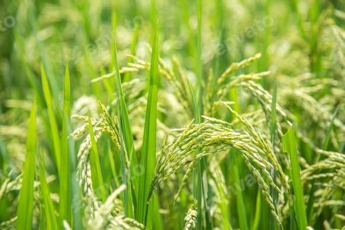 Preview: Macro photography of the rice fields of Sapa. Vietnam