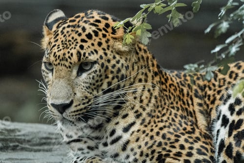 Preview: Beautiful shot of a Sri Lankan leopard