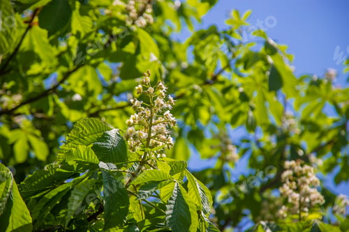 Preview: Blooming chestnut tree against the sky. Selective focus.