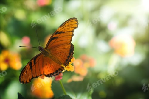 Preview: A butterfly pollinating