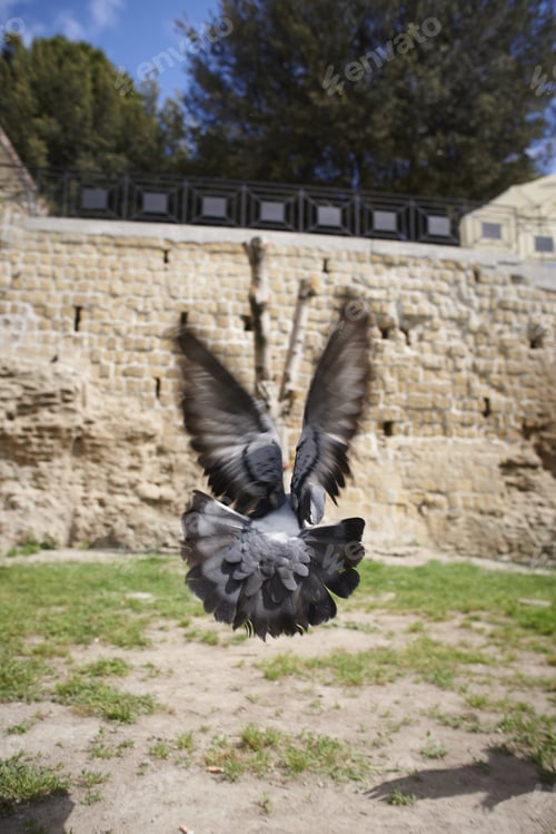 Preview: Closeup of a flying buzzard in the air surrounded by walls and greenery under sunlight