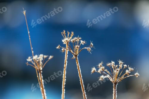 Preview: Frozen meadow