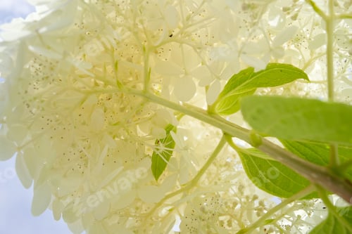 Preview: Close-up of white hydrangea flowers and green leaves.