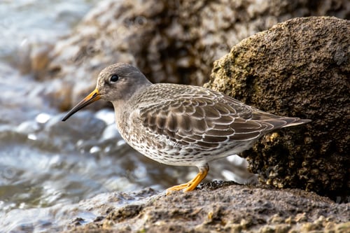 Preview: Purple sandpiper bird perched atop a rocky outcrop next to a lake or river