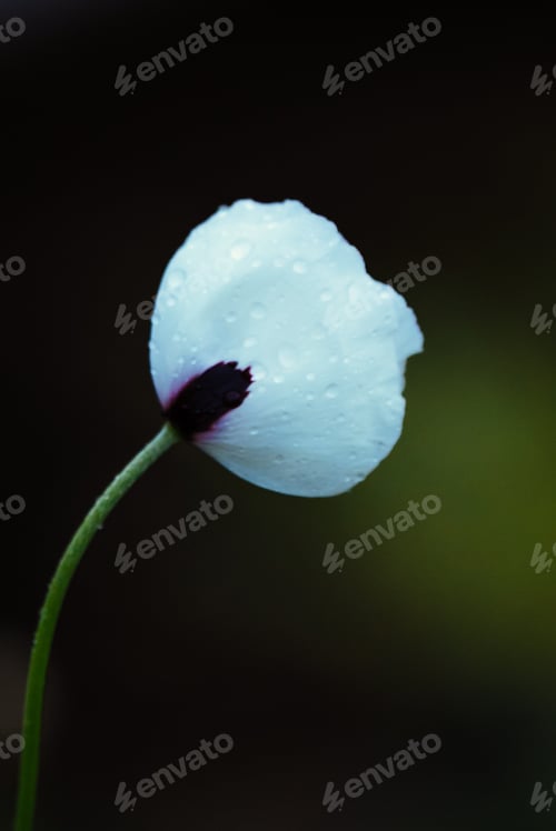 Preview: White poppy in the rain