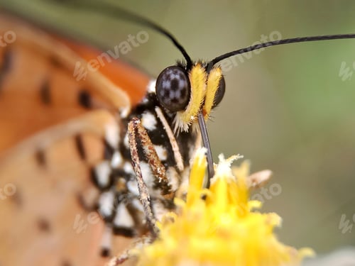 Preview: Butterfly