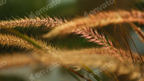 Preview: Beautiful grass ear spikes at the sunset