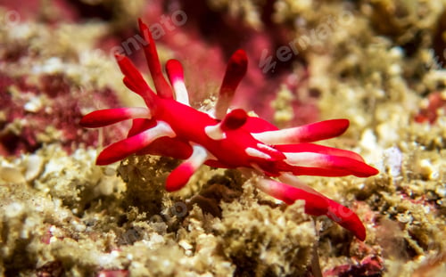 Preview: Amazing underwater world, Underwater world scene.