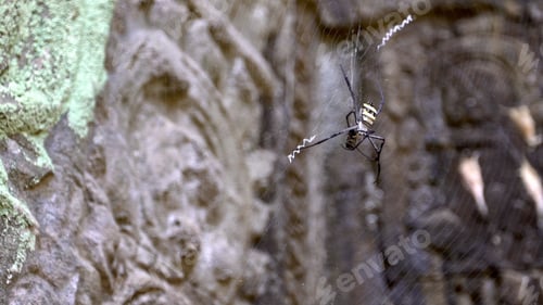 Preview: Spider at a Cambodian temple, eating an insect in its own web.