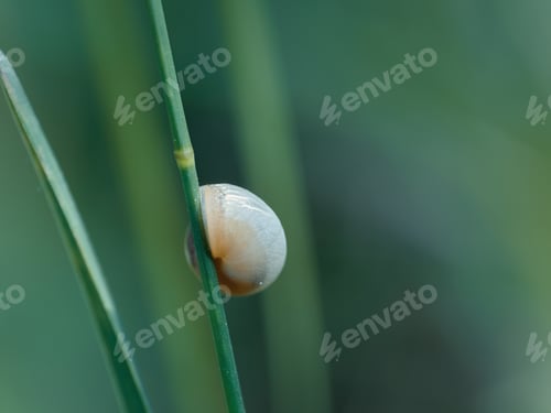 Preview: Macro shot of a snail sleeping on a stalk of grass isolated on a green background
