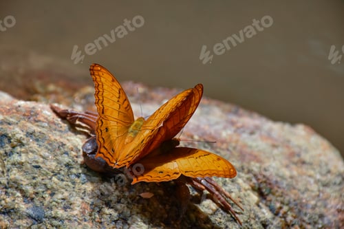 Preview: Orange Monarch butterfly with wings spread on rock.