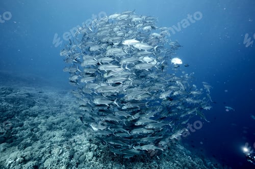 Preview: Massive school of bigeye trevally swimming in the depths of the Pacific Ocean