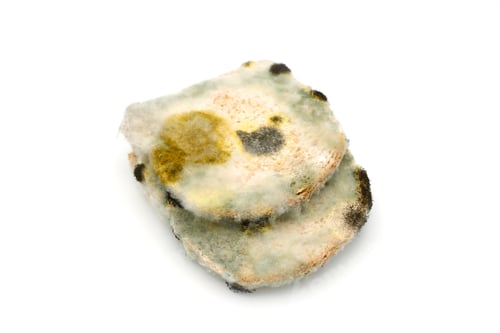 Preview: Couple of moldy bread slices isolated on a white background