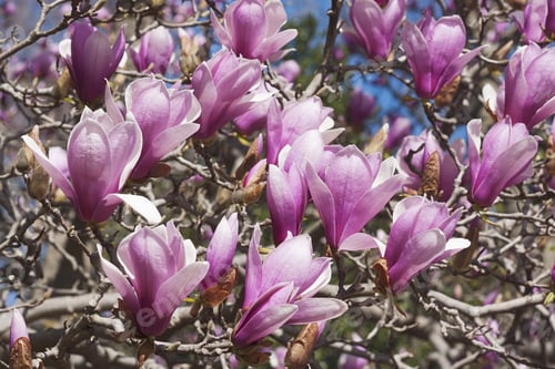 Preview: Verbanica Saucer Magnolia Flowers (Magnolia X Soulangeana Verbanica)