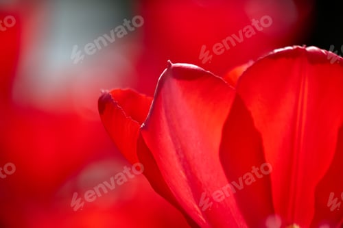 Preview: Red Tulip Petals
