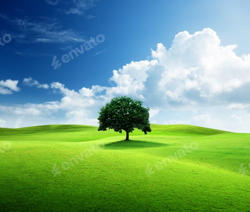 Preview: One Tree And Perfect Grass Field