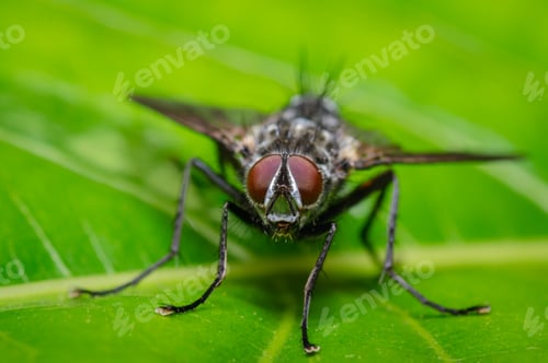 Preview: Look of a red-eyed fly
