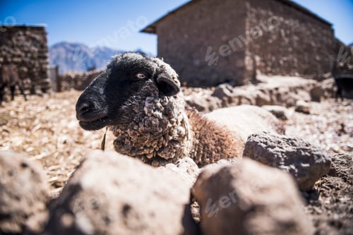 Preview: Sheep on farm at Cabanaconde, Colca Canyon, Peru, South America