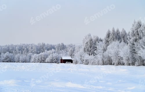 Preview: winter forest in frost, house in winter forest, frosty day