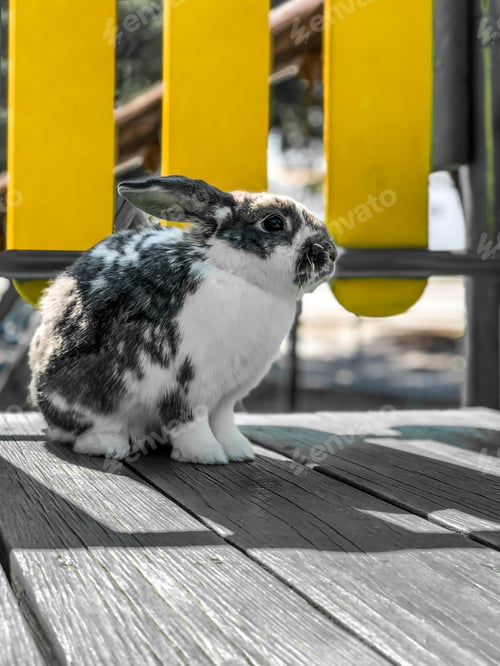 Preview: Cute bunny pet in a playground