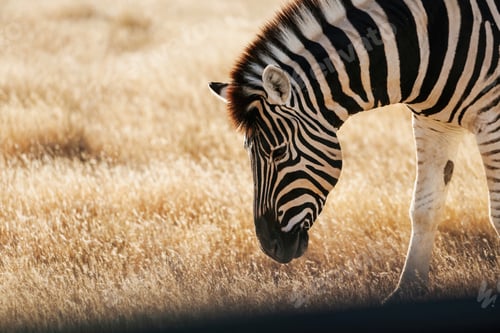 Preview: Side view. Zebra in the wildlife at daytime
