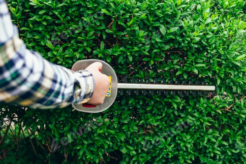 Preview: Man cuts hedges with a brush cutter. Bush hedging process