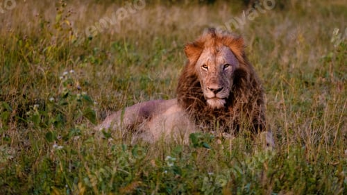 Preview: Lion male and female pairing during sunset in South Africa Thanda Game reserve Kwazulu Natal