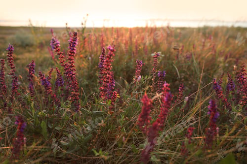 Preview: Beautiful wild flowers in field at sunrise. Early morning landscape