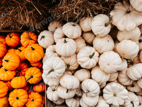 Preview: Pumpkins