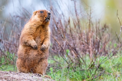 Preview: Bobak marmot or Marmota bobak in steppe