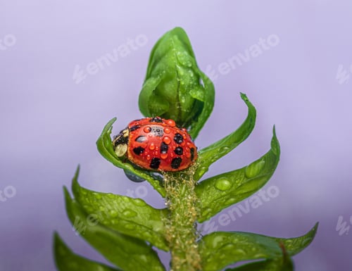 Preview: Selective focus shot of a ladybug perched on a flower leaf with water drops