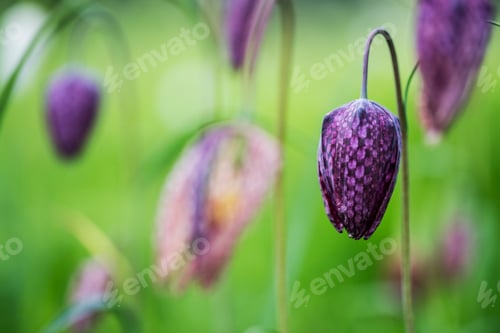 Preview: Close up of a delicate purple, checkered blossom of a Snake's Head Fritillary on a meadow.